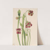 Hybrid Pitcherplant (1930) by Mary Vaux Walcott