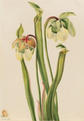 Hybrid Pitcherplant (Sarracenia minor) (1930)