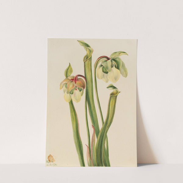 Hybrid Pitcherplant (Sarracenia minor) (1930) by Mary Vaux Walcott