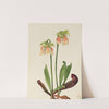 Hybrid Pitcherplant (Sarracenia minor x psittacina) (1930) by Mary Vaux Walcott