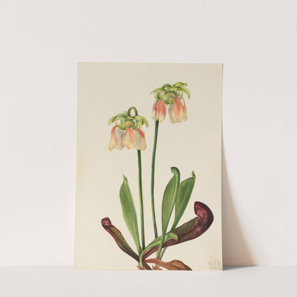 Hybrid Pitcherplant (Sarracenia minor x psittacina) (1930) by Mary Vaux Walcott