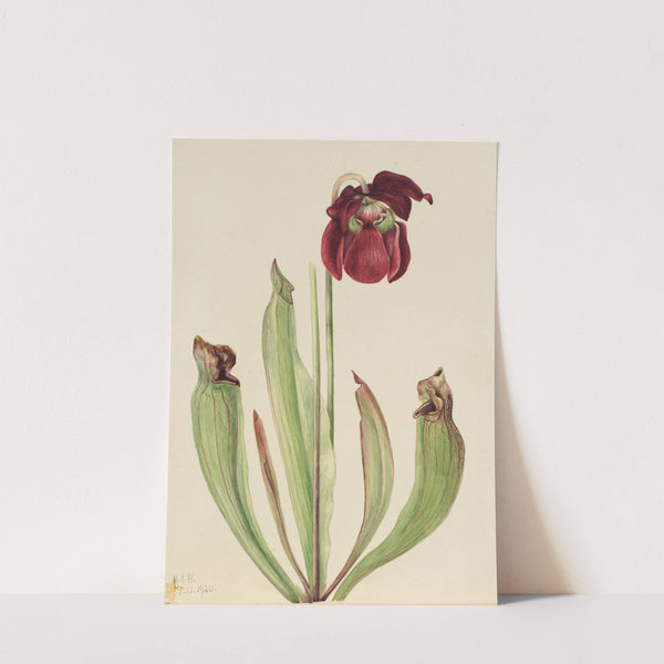 Hybrid Pitcherplant (Sarracenia rubra xs purpurea venosa) (1920) by Mary Vaux Walcott