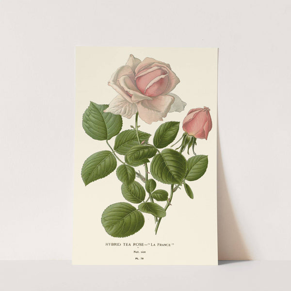 Hybrid Tea Rose – La France (1896-1897) by Edward Step