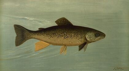 Hybrid Trout — Cross of the Lake and Brook Trout.