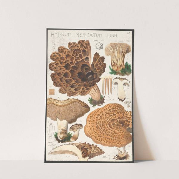 Hydnum imbricatum Linn. (1915-1945) by Hans Walty