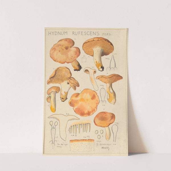 Hydnum rufescens (1915-1945) by Hans Walty