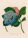 Hydrangea hortensis (1818-1824)