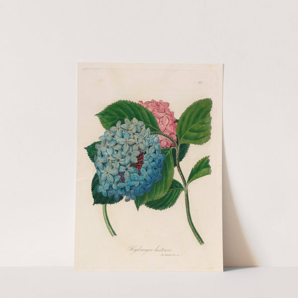 Hydrangea hortensis (1818-1824) by Gaetano Savi