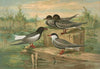 Hydrochelidon fissipes, Hydrochelidon hybrida, Hydrochelidon nigra
