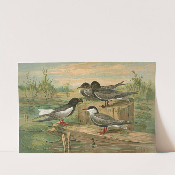 Hydrochelidon fissipes, Hydrochelidon hybrida, Hydrochelidon nigra by Johann Friedrich Naumann