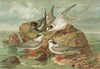 Hydrochelidon fissipes, Hydrochelidon hybrida, Hydrochelidon nigra.