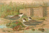 Hydrochelidon hybrida, Hydrochelidon fissipes, Hydrochelidon nigra