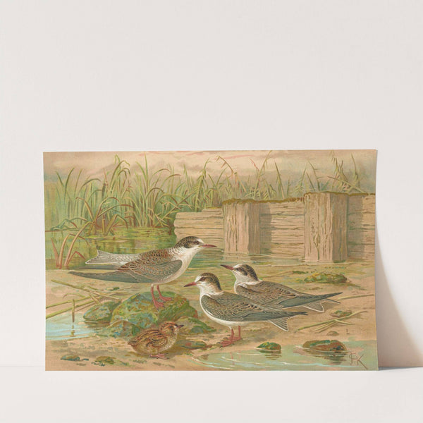 Hydrochelidon hybrida, Hydrochelidon fissipes, Hydrochelidon nigra by Johann Friedrich Naumann