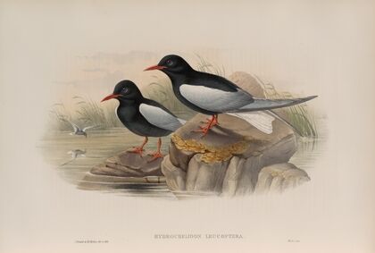 Hydrochelidon leucoptera. White-winged Tern. (1862-1873)
