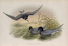 Hydrochelidon nigra. Black Tern. (1862-1873)
