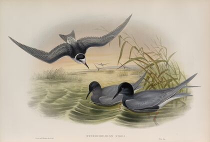 Hydrochelidon nigra. Black Tern. (1862-1873)