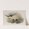 Hydrochelidon nigra. Black Tern. (1862-1873) by John Gould
