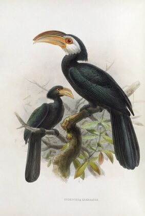 Hydrocissa exarhatus