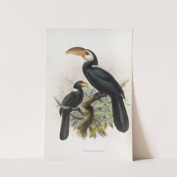 Hydrocissa exarhatus by Daniel Giraud Elliot