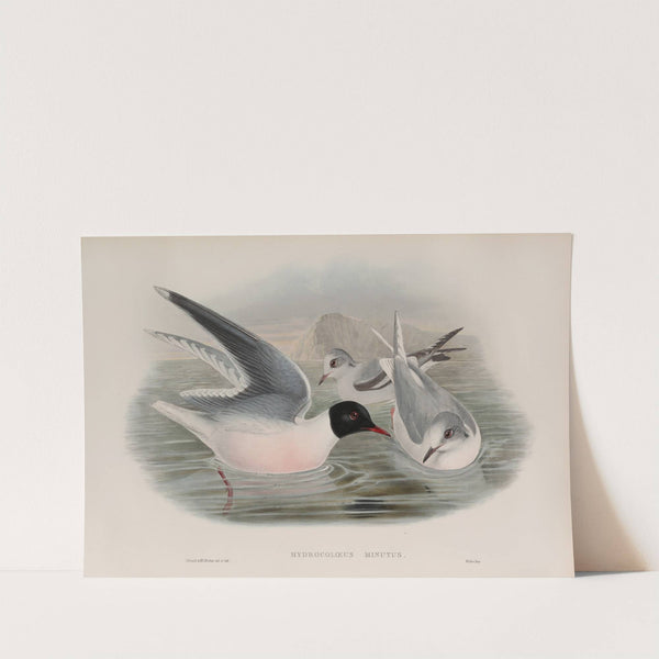 Hydrocoloeus minutus. Little Gull. (1862-1873) by John Gould