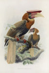 Hydrocorax mindanensis