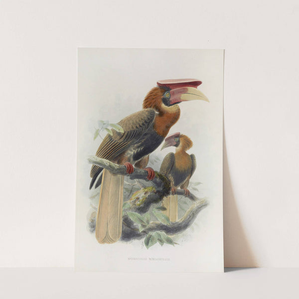 Hydrocorax mindanensis by Daniel Giraud Elliot