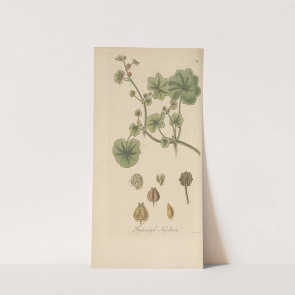 Hydrocotyle nepalensis by William Jackson Hooker