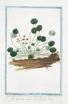 Hydrocotyle vulgaris – Ranunculus aquaticus – Ranunculo acquatico – L’ecuelle d’eau. (Marsh Penny)