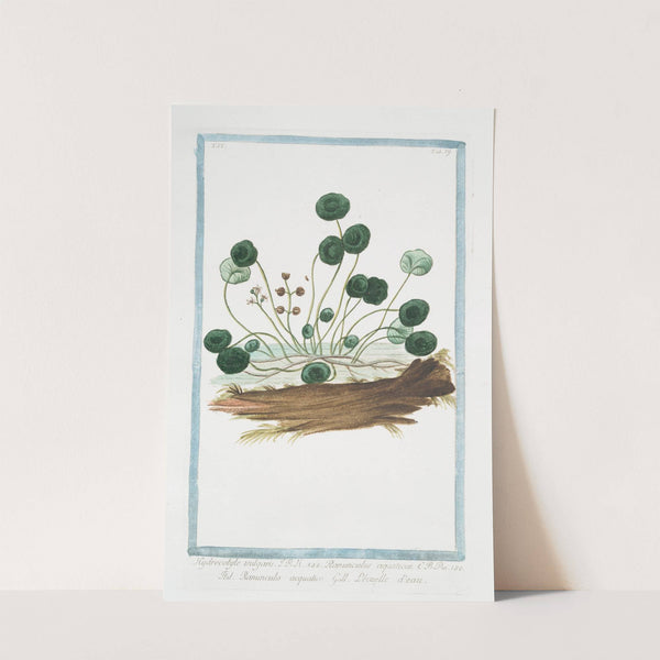 Hydrocotyle vulgaris - Ranunculus aquaticus - Ranunculo acquatico - L'ecuelle d'eau. (Marsh Penny) by Giorgio Bonelli