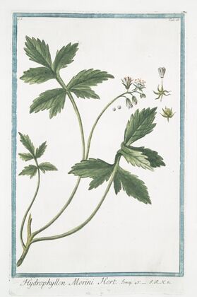 Hydrophyllon Morini Hort