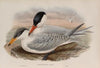 Hydroprogne caspia. Caspian Tern. (1862-1873)