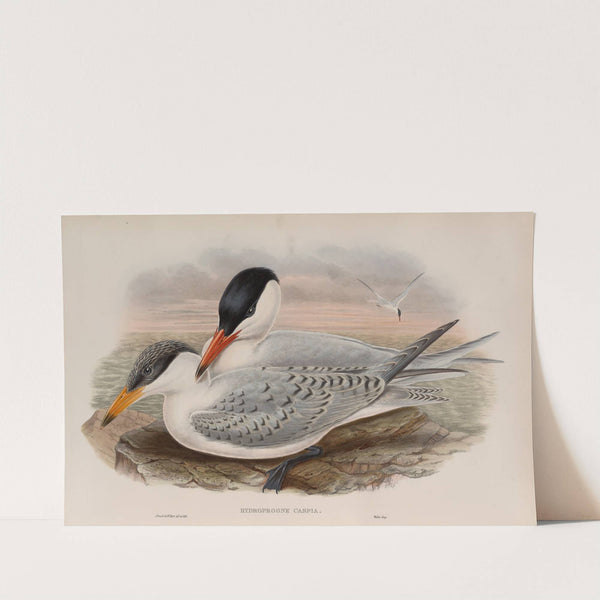 Hydroprogne caspia. Caspian Tern. (1862-1873) by John Gould