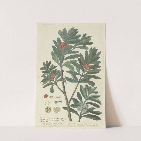 Hyenanche globosa Lam. or Toxicodendrum capense of globosum (Cape wolvegift) by Robert Jacob Gordon