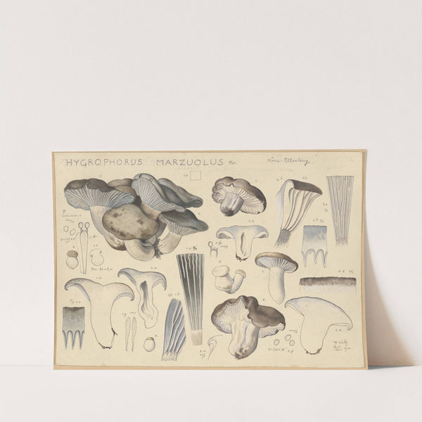 Hygrophorus marzuolus Fr. (1915-1945) by Hans Walty