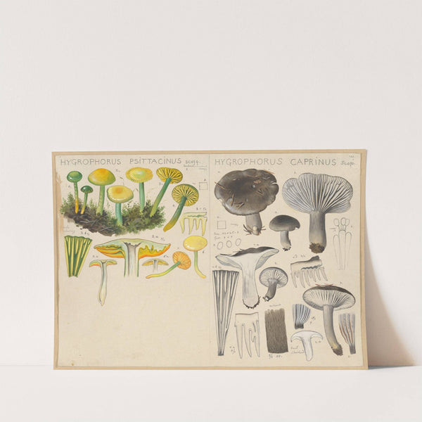 Hygrophorus psittacinus, Hygrophorus caprinus (1915-1945) by Hans Walty