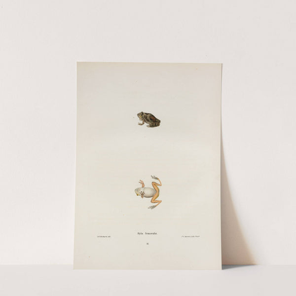 Hyla femoralis by John Edwards Holbrook