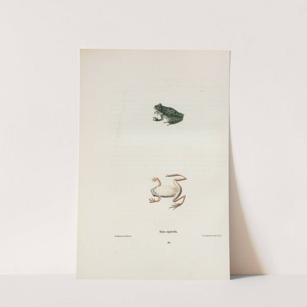 Hyla squirella by John Edwards Holbrook