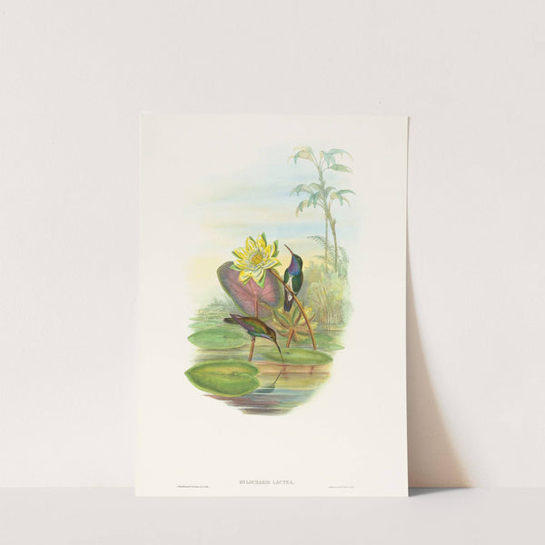 Hylocharis lactea (Sapphire-breasted Emerald) by John Gould