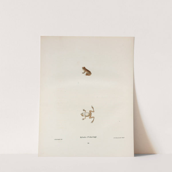 Hylodes Pickeringii by John Edwards Holbrook