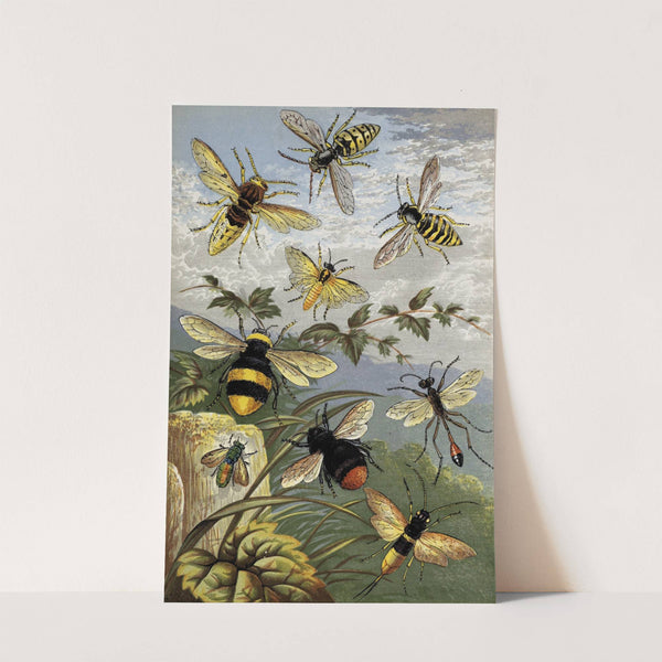 Hymenoptera by William Houghton