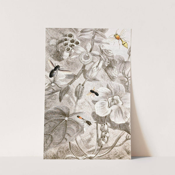 Hymenopteres Pl. X by Jules Rothschild