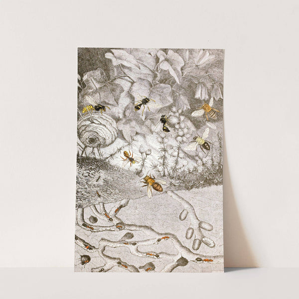 Hymenopteres Pl. XI by Jules Rothschild