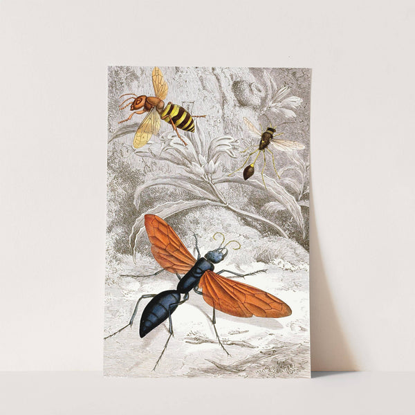 Hymenopteres Pl. XII by Jules Rothschild