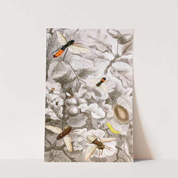 Hymenopteres Pl. XIII by Jules Rothschild