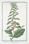 Hyoacyamus albus major – Jusquiamo bianco – Jusquiame blanche. (Russian henbane or White henbane)