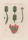 Hyoscyanus and Mesereon (1799–1810)