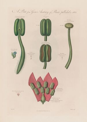 Hyoscyanus and Mesereon (1799–1810)