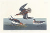 Hyperborean phalarope