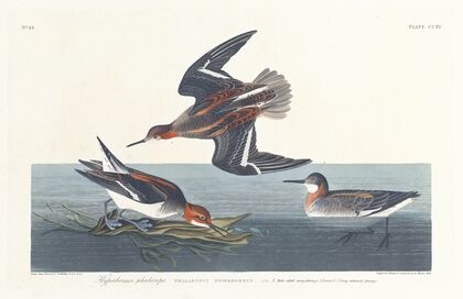 Hyperborean phalarope