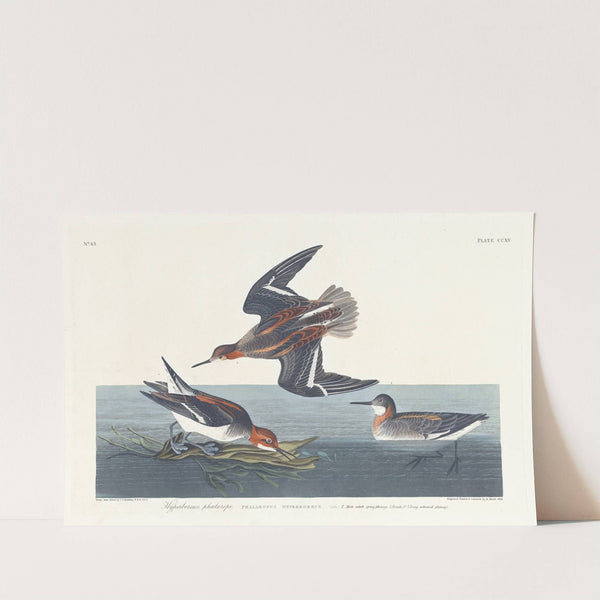 Hyperborean phalarope by John James Audubon